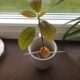 Avocado from seed